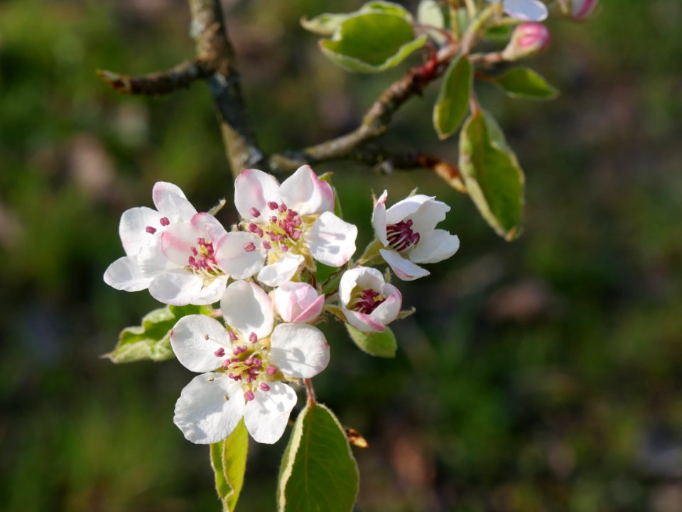 Schweizer Wasserbirne Freilichtmuseum Roscheider Hof Knospen H10