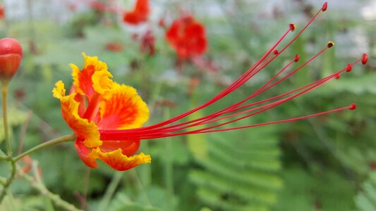Floral garden bright