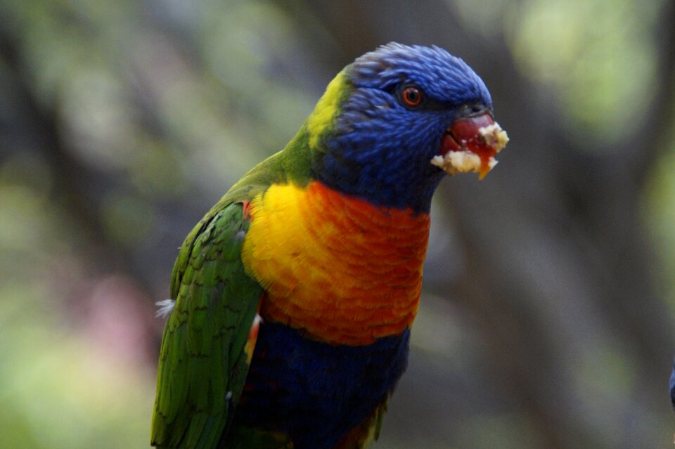 Zoo bird aviary food intake