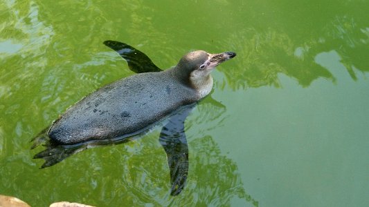 Schwimmender Pinguin