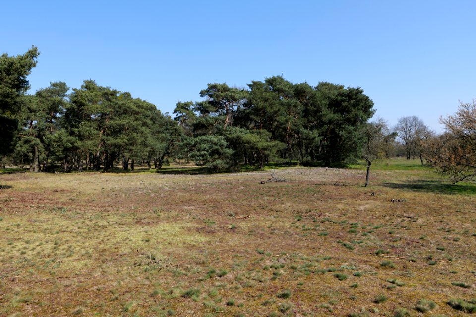 Schwanheimer Düne 2020-03-27 18