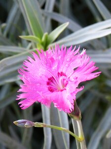 Clavellina flower rocio