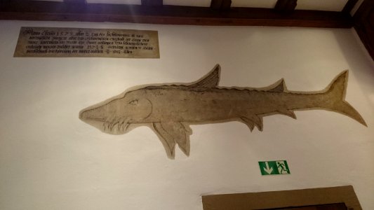 Schweinfurt fische 2