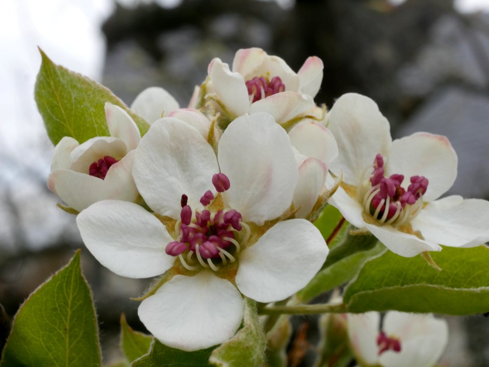 Schweizer Wasserbirne Freilichtmuseum Roscheider Hof Knospen H6