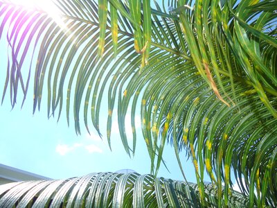 Flying leaves sol
