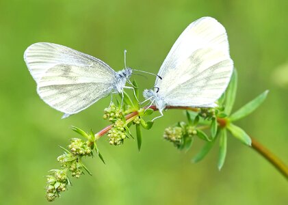 Wrestling butterflies pairing