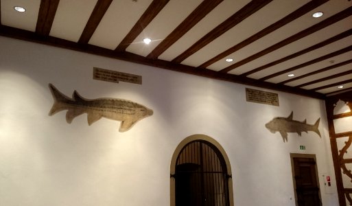 Schweinfurt fische 6