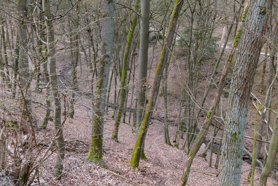 Schwarzloch-Bach Taunus 2021-04-02