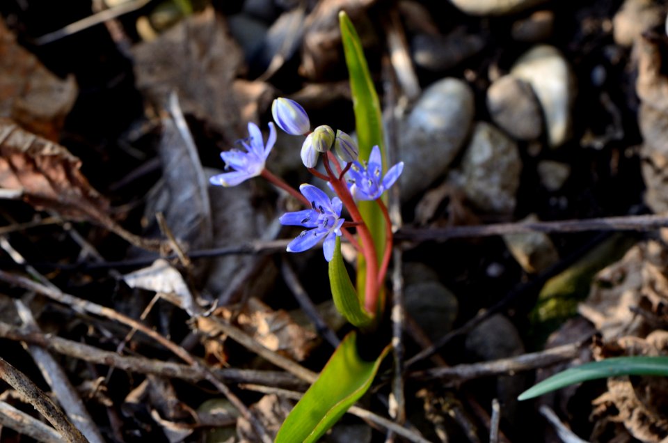 Scilla vindobonensis