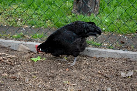 Schwarzes Sachsenhuhn