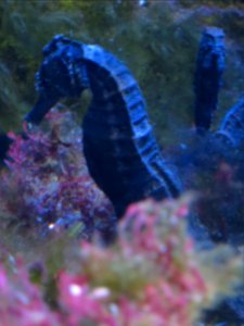 Sea Life München 15
