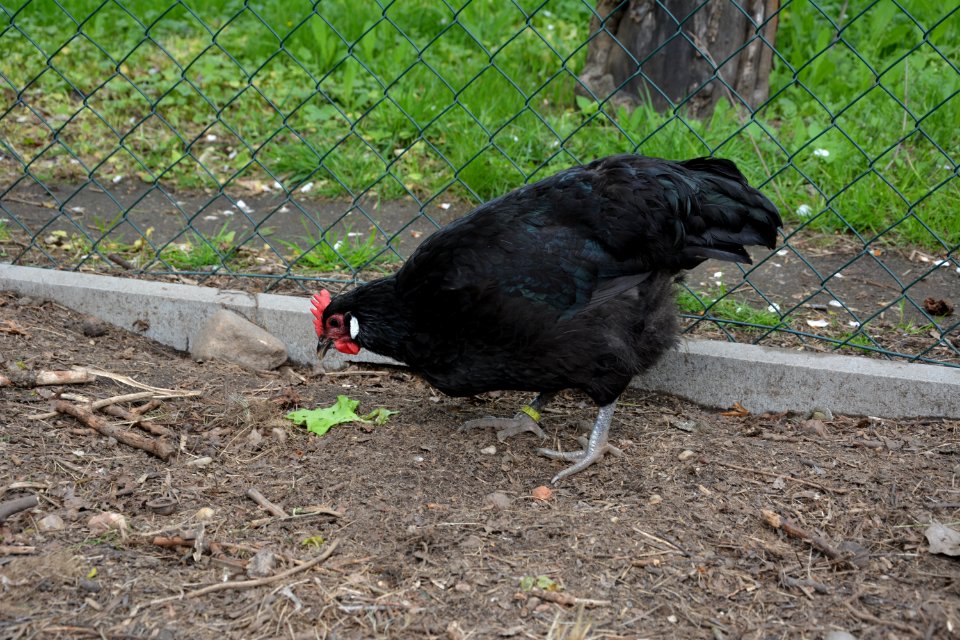Schwarzes Sachsenhuhn (2)