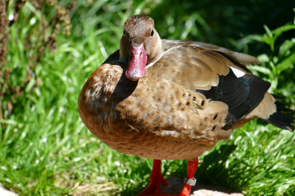 Pond duck bird plumage