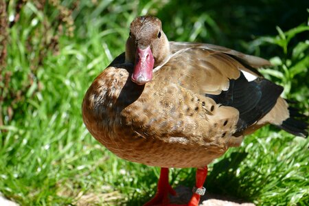 Pond duck bird plumage