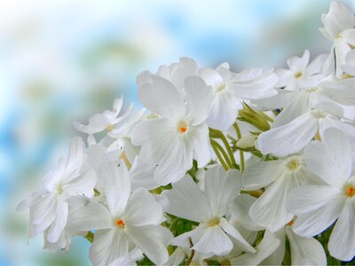 White plant phlox