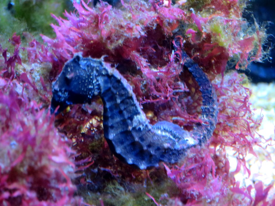 Sea Life München 16