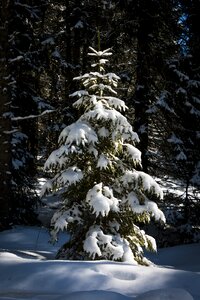 Forest christmas snowy photo