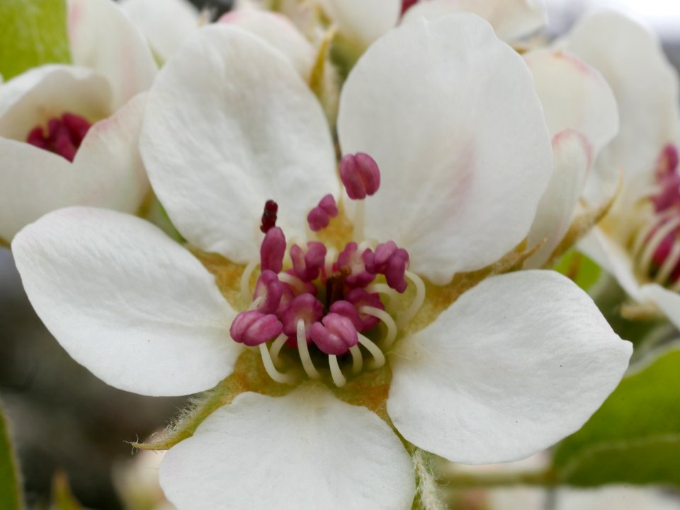 Schweizer Wasserbirne Freilichtmuseum Roscheider Hof Knospen H11