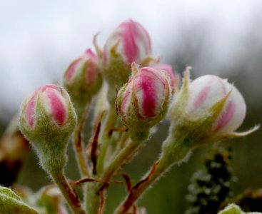 Schweizer Wasserbirne Freilichtmuseum Roscheider Hof Knospen H2
