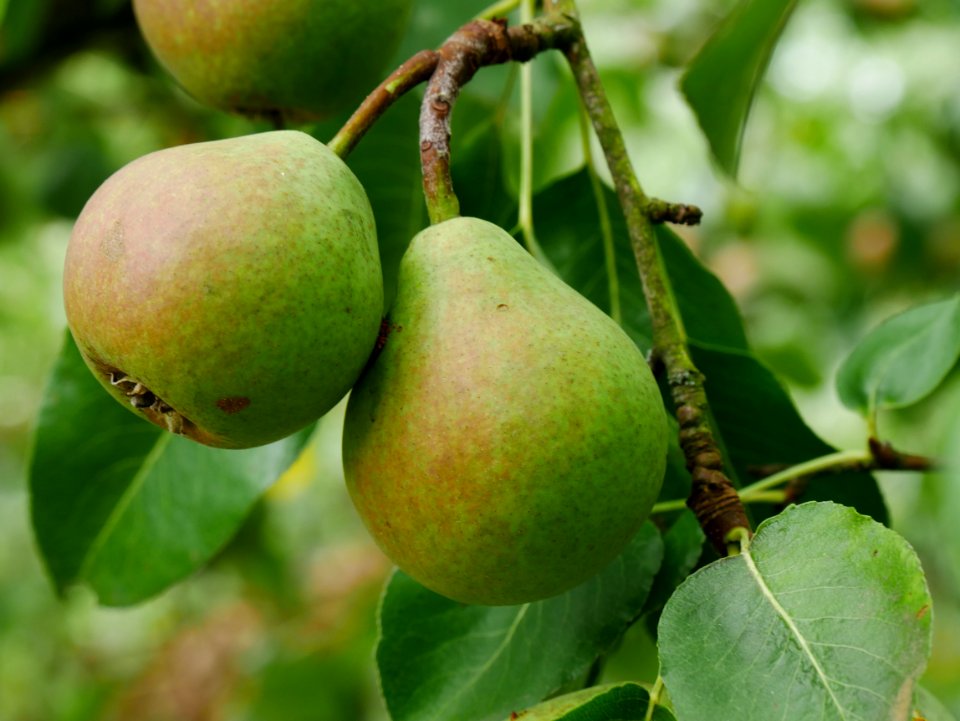 Schweizer Wasserbirne Freilichtmuseum Roscheider Hof Ganzer Frucht H8
