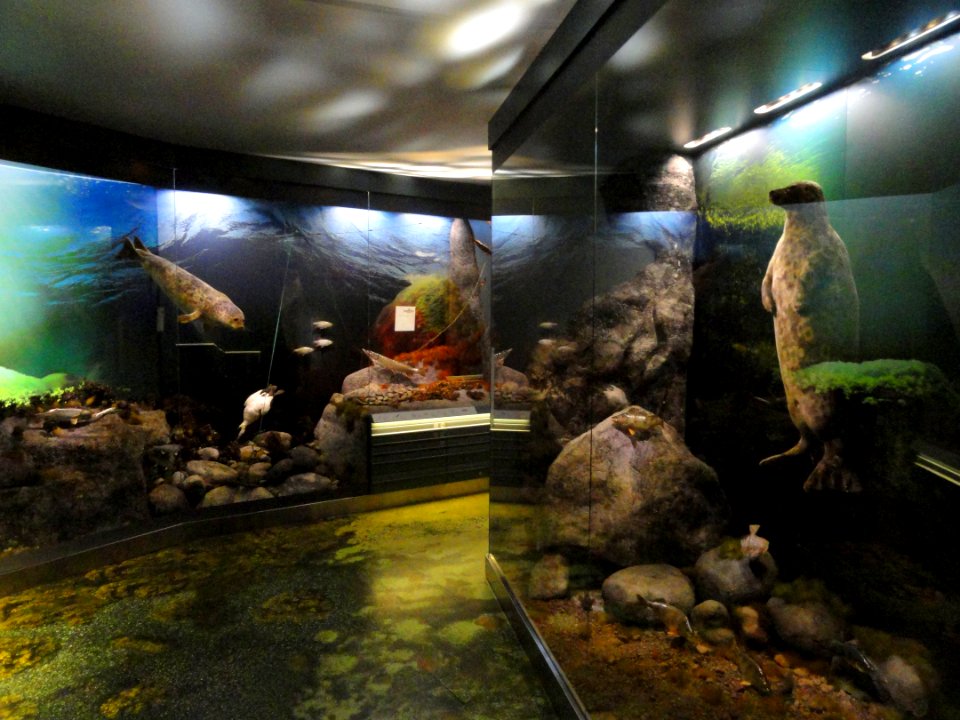 Sea rooms - Finnish Museum of Natural History - DSC04554