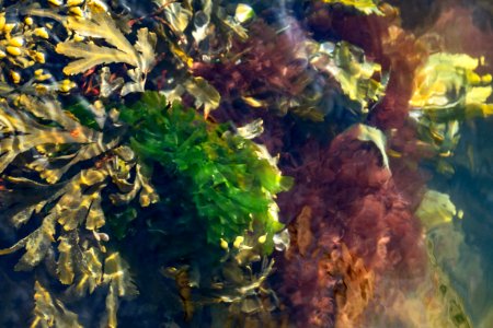 Sea lettuce and other algae in Brofjorden 3