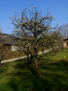 Schweizer Wasserbirne Freilichtmuseum Roscheider Hof Ganzer Baum H1