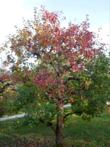 Schweizer Wasserbirne Freilichtmuseum Roscheider Hof Ganzer Baum H7