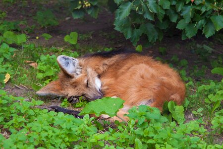Under a bush redhead green