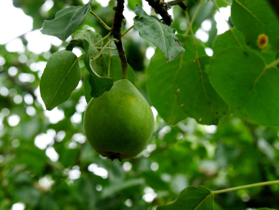 Schweizer Wasserbirne Freilichtmuseum Roscheider Hof Ganzer Frucht H12
