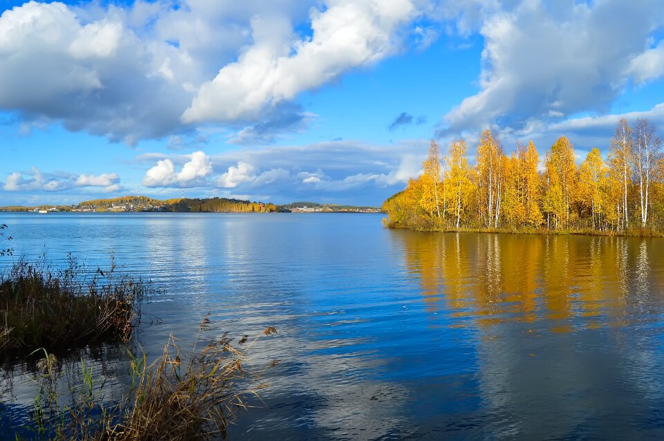 Water forest yellow forest