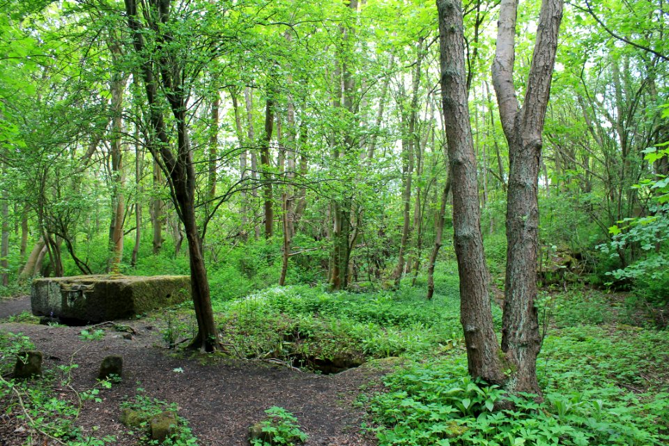 Scotland Mill, Adel 2019-05-17 (10)