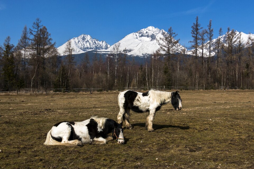Horses animals meadow