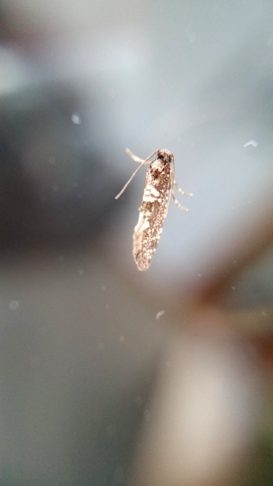 Scoriodyta conisalia 2673664