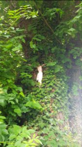 Schweiberg-Jezusbeeldje aan boom aan Luberg (1)