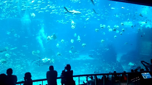 SEA aquarium 2 photo