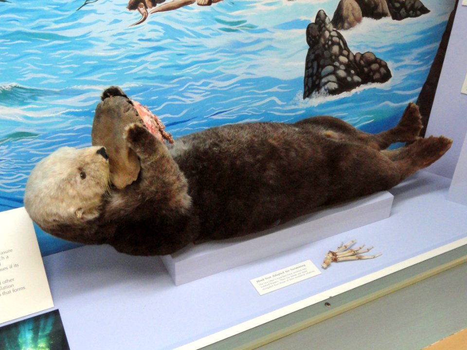 Sea otter - Pacific Grove Museum of Natural History - DSC06620