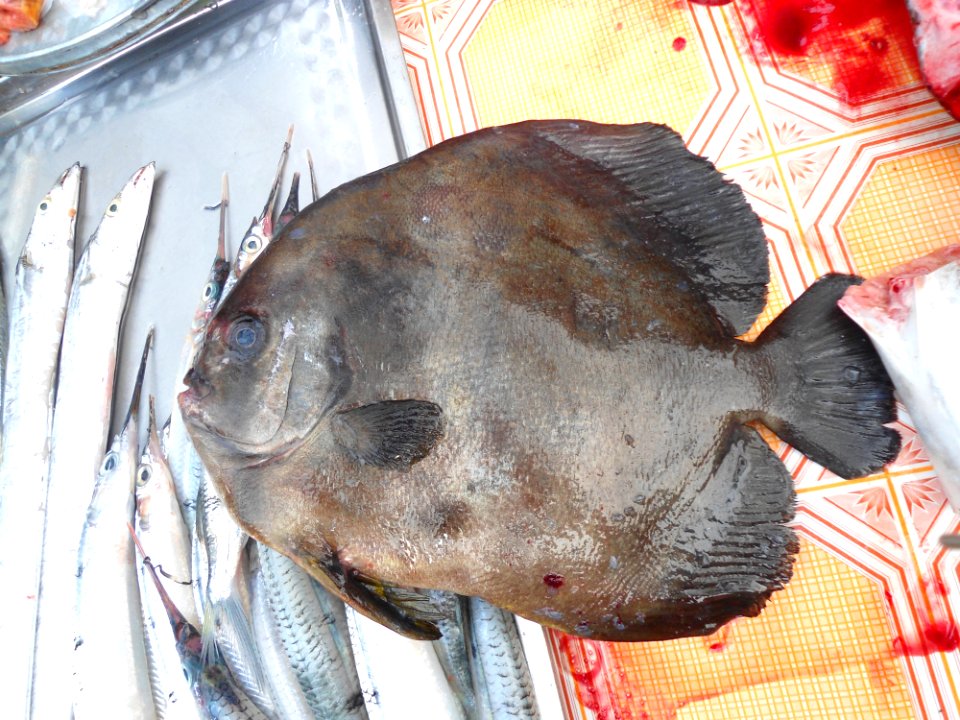 Sea fish at a market - 01