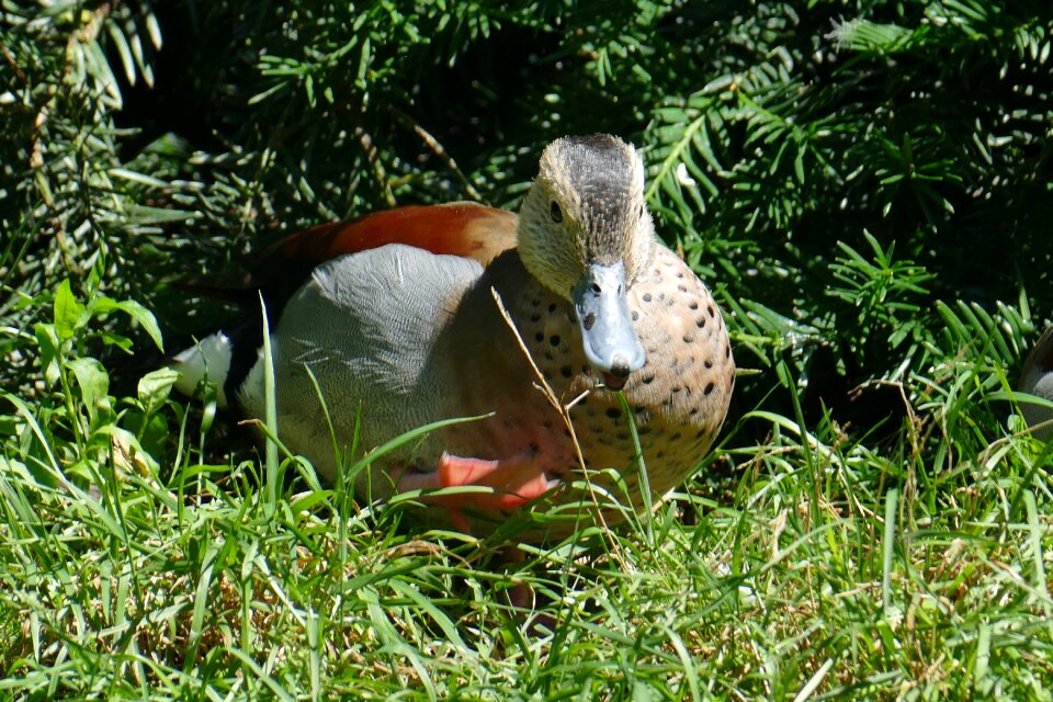 Water bird duck plumage