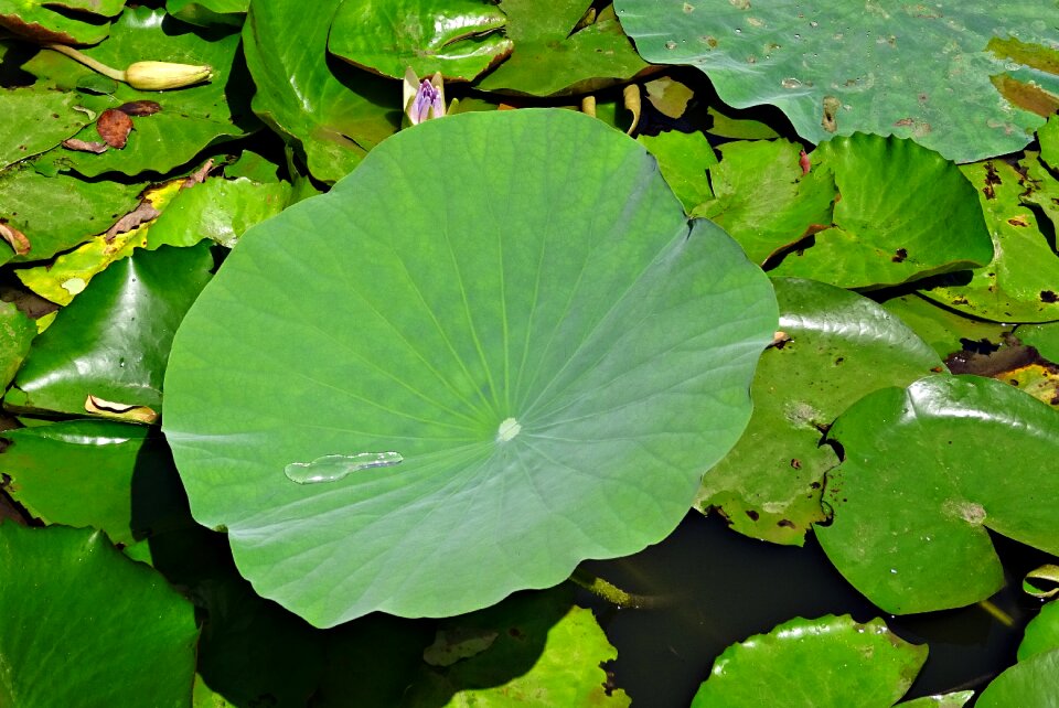 Green leaf aquatic