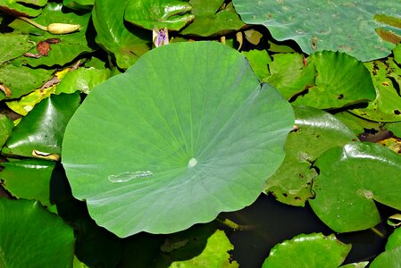 Green leaf aquatic