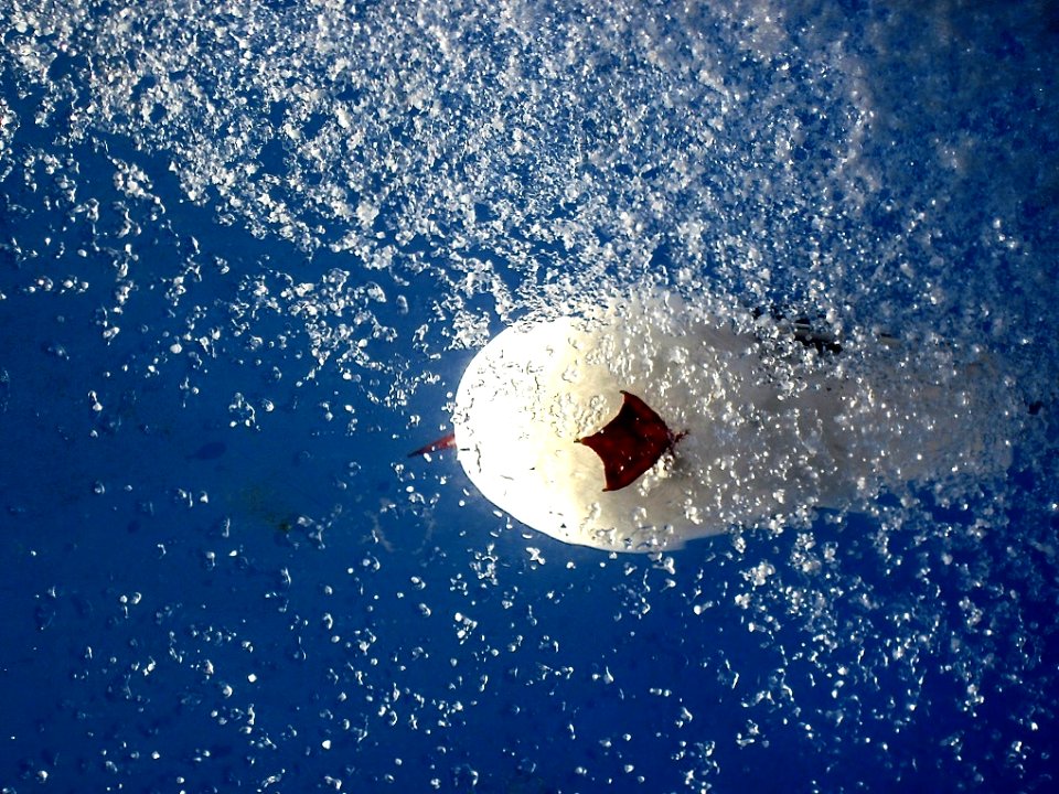Seagull On The Roof (25979493)