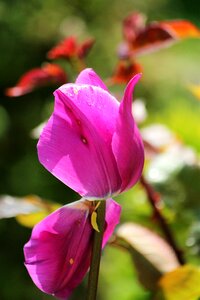 Tulip pink beauty photo