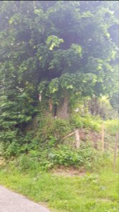 Schweiberg-Jezusbeeldje aan boom aan Luberg (4)