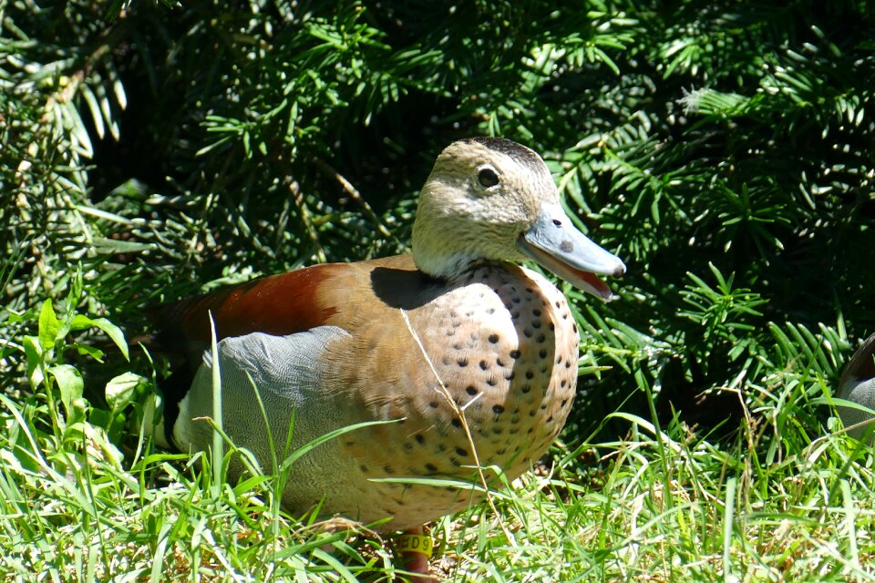 Pond water bird duck