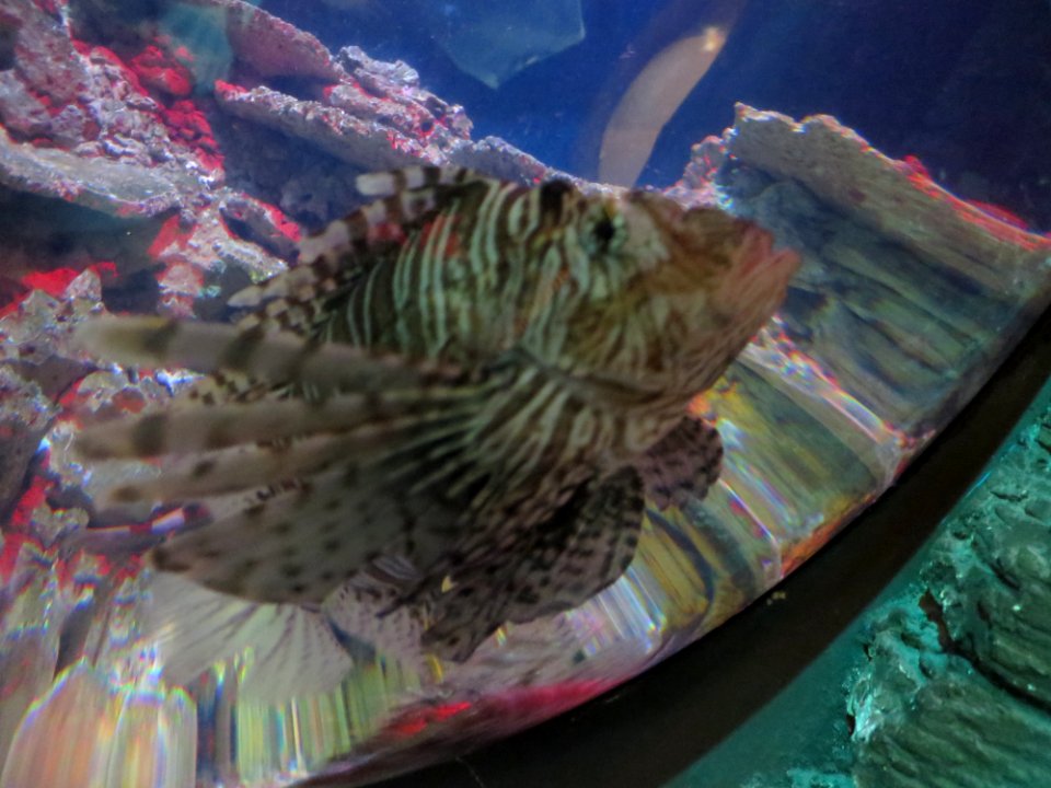 Sea Life München 12