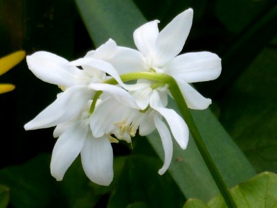 Scilla-siberica-spring-beauty photo