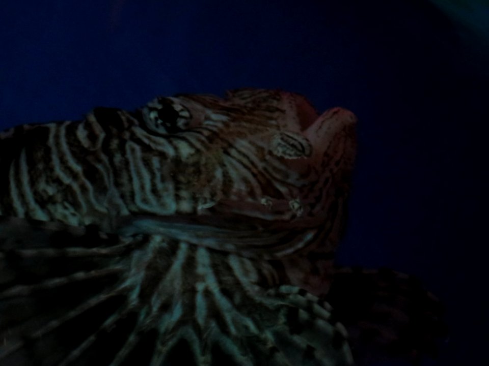 Sea Life München 11