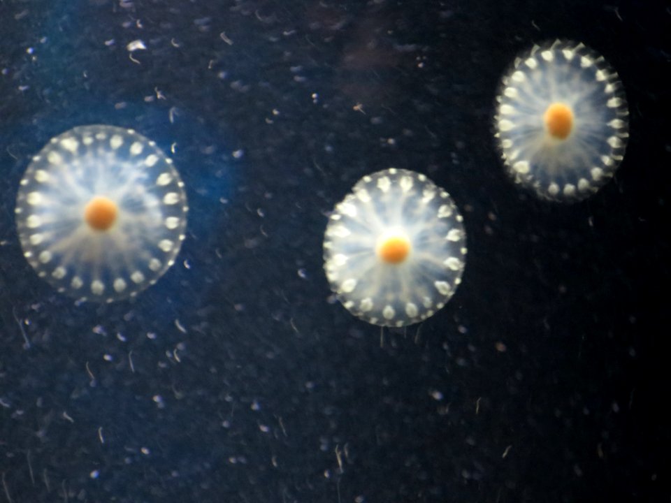 Sea Life München 2