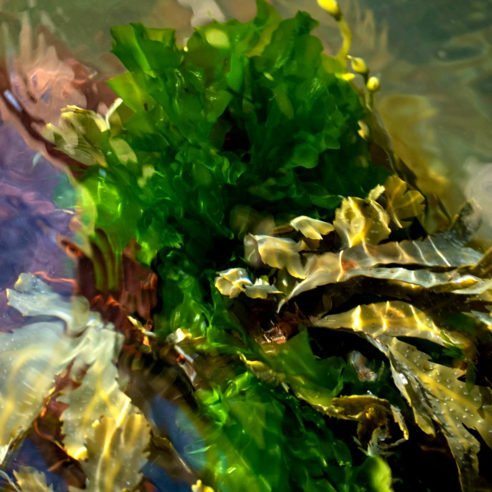 Sea lettuce in Brofjorden 2
